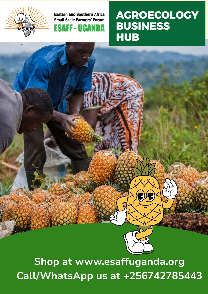 KilimoMart's tweet photo. Wondering if we offer bulk purchases, of course we do. Reach out to us today for more details. We make your shopping journey smoother.

Shop at https://t.co/0TunRSygsx
Call/WhatsApp us at +256742785443
#AgroecologyBusinessHub
#healthierfoods https://t.co/FRthbCfi7q
