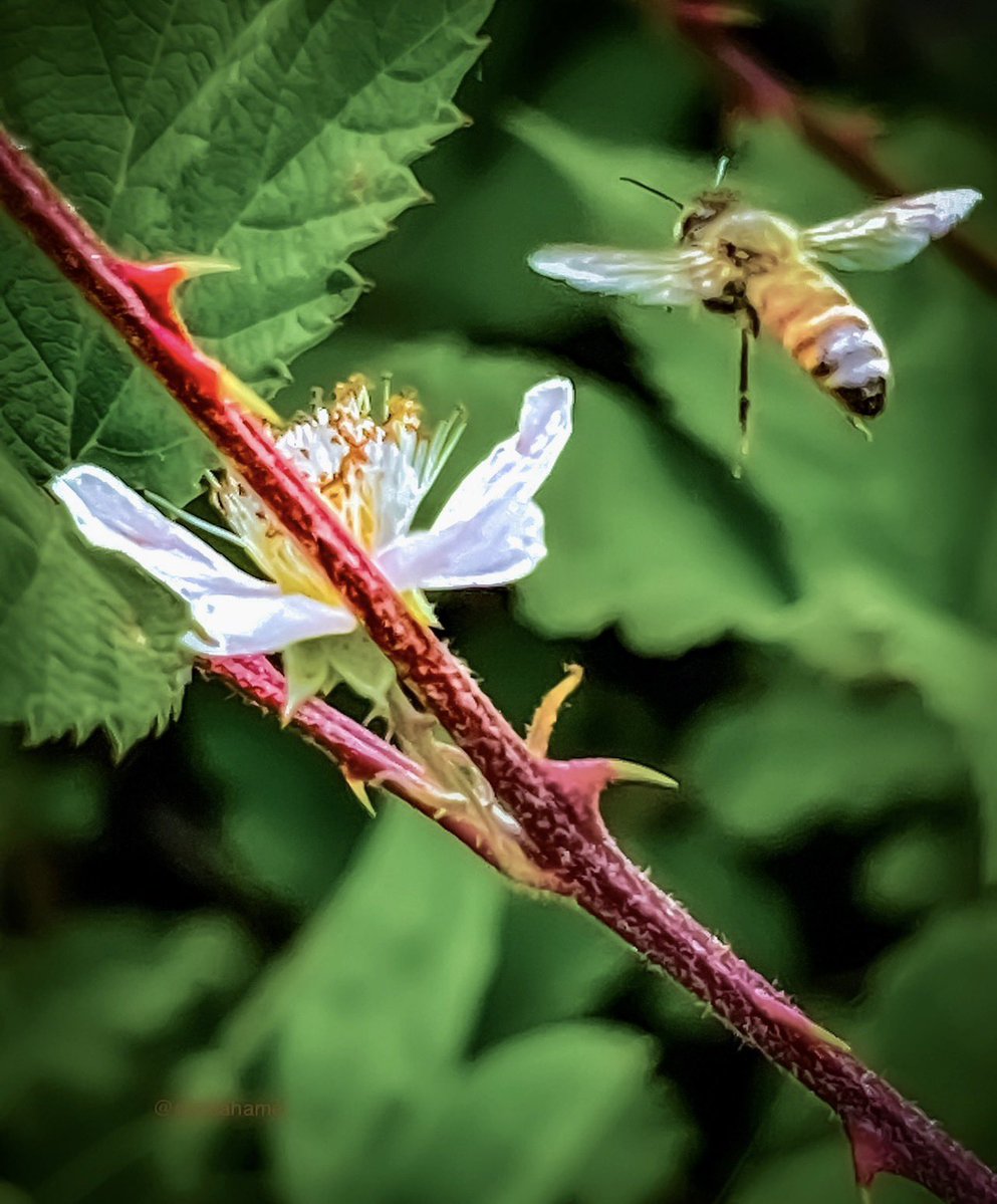 Danita Hamel tweet media