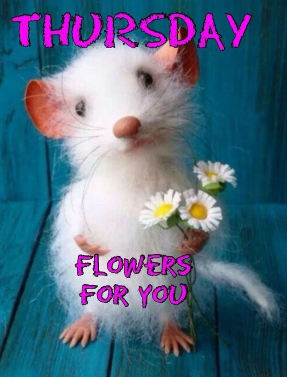 Bernadette tweet media