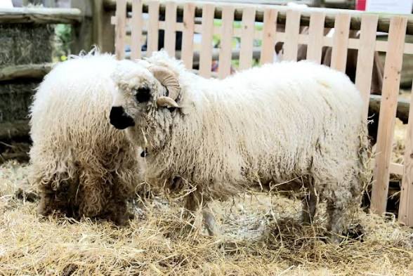 Arnaud Lemoine tweet media