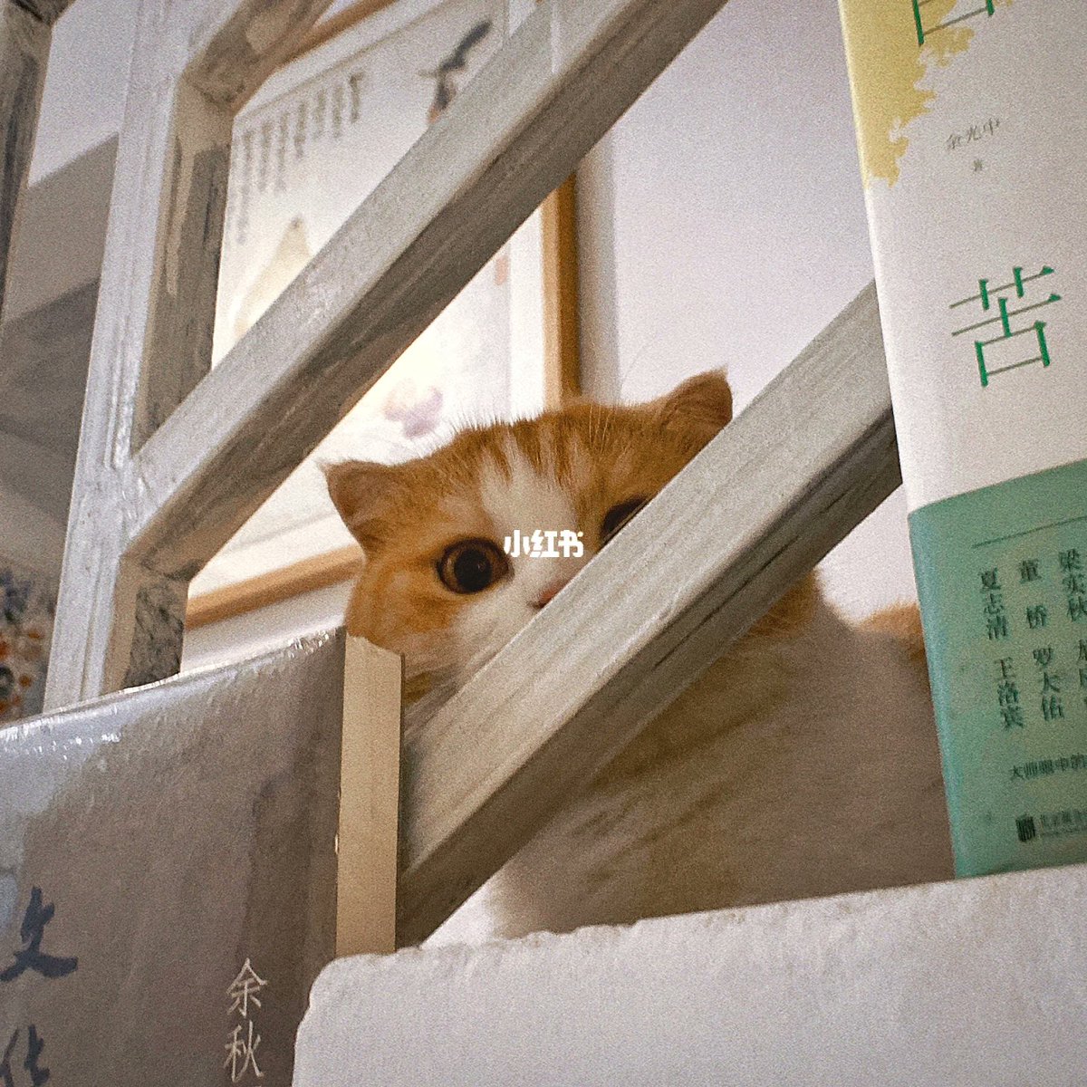 Tammy Mays tweet media