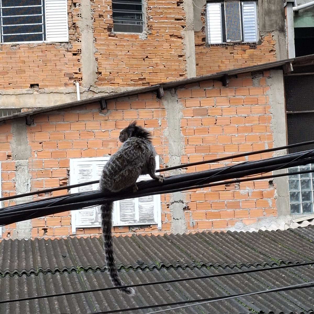 carol 📺: lcdp tweet media