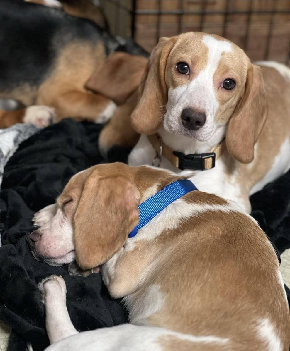 Beagle Lovers And Rescuers Inc. tweet media
