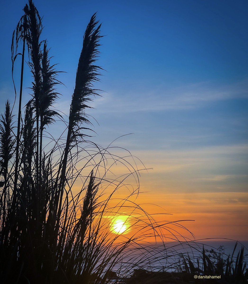 Danita Hamel tweet media