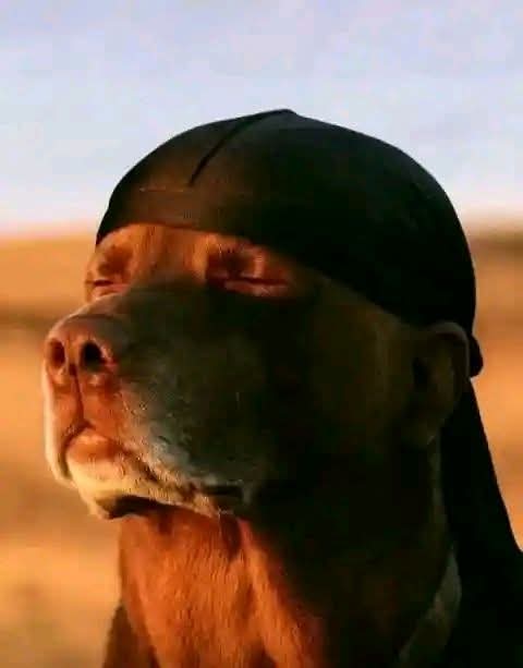 _Khing Sparrow tweet media