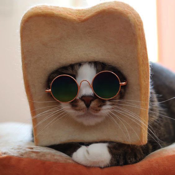 MEME基金会--茂 tweet media