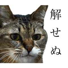 猫又 tweet media
