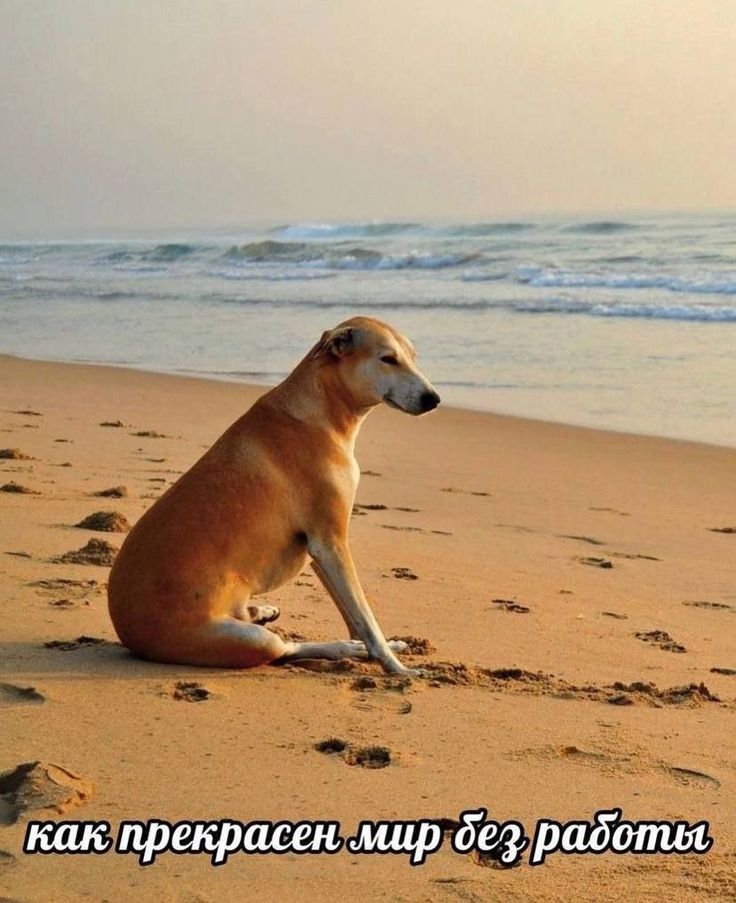 дар значит подарок tweet media