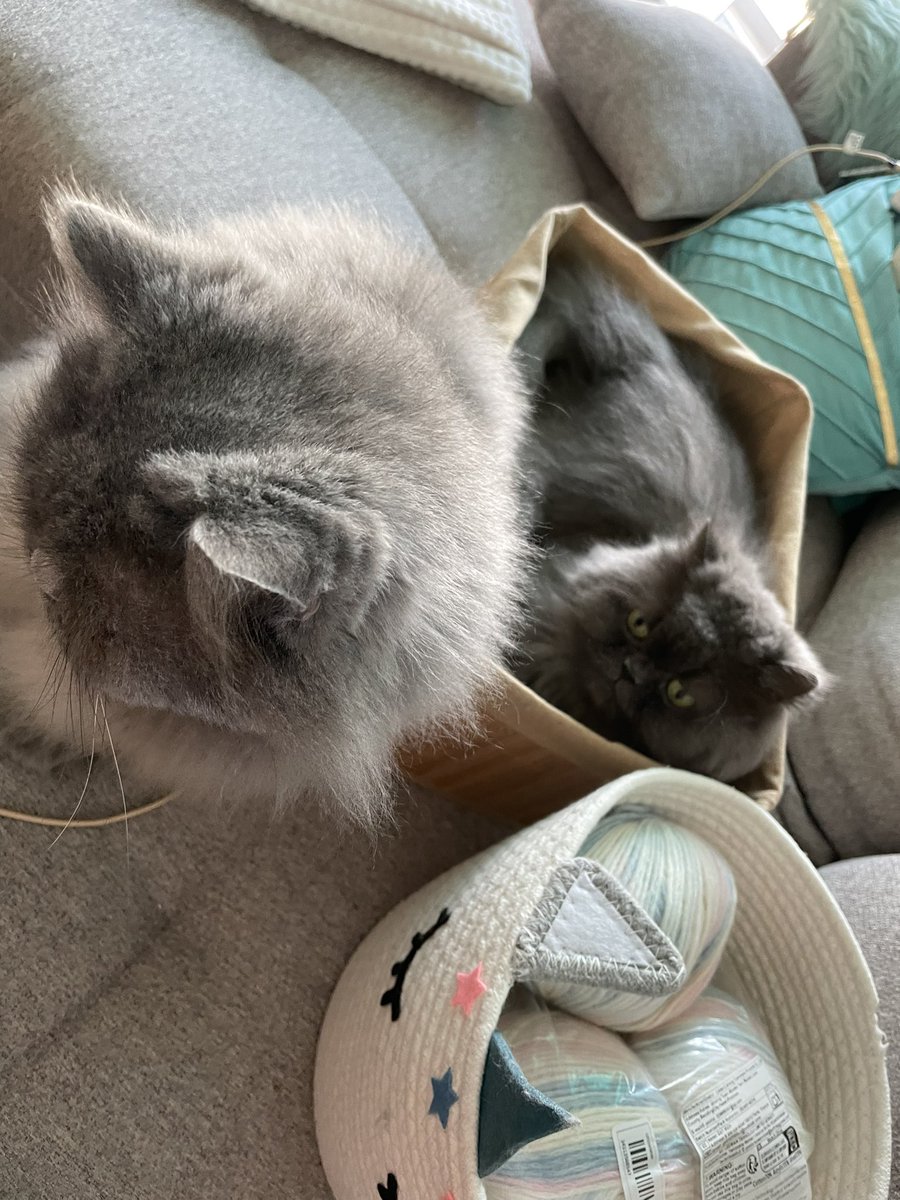 ꪀꫀ𝓽𝓽𝓲, ᠻ𝓲ꪀꪀ ꪊꪀᦔ 𝓲𝘴ꪖ🌹🙎😺😺 tweet media