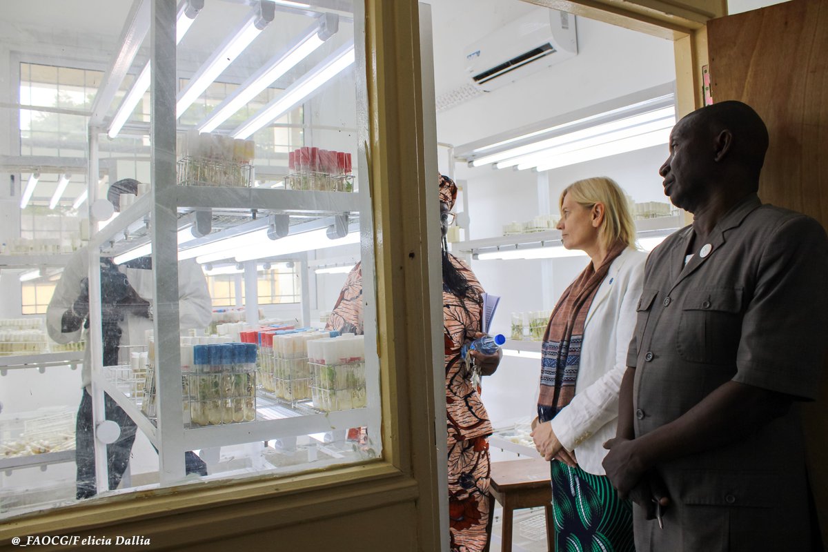 FAO en République du Congo tweet media