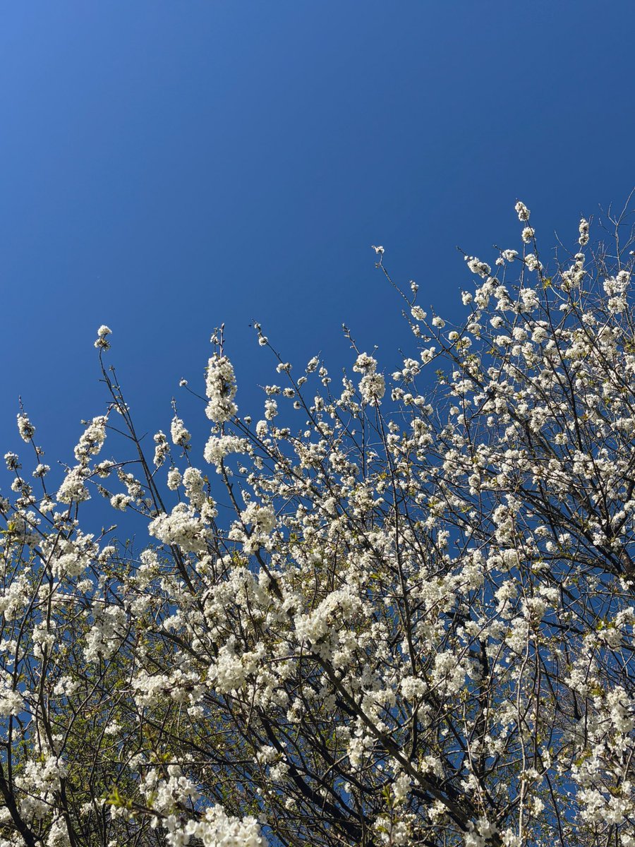 𝓒𝓪𝓹𝓾𝓬𝓲𝓷𝓮 🌌 tweet media