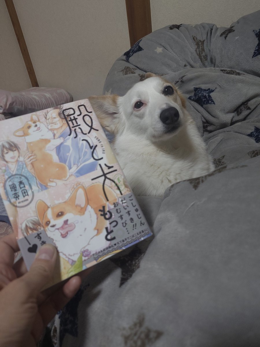 マド・セリカとコーギーソアラwithイオラ tweet media