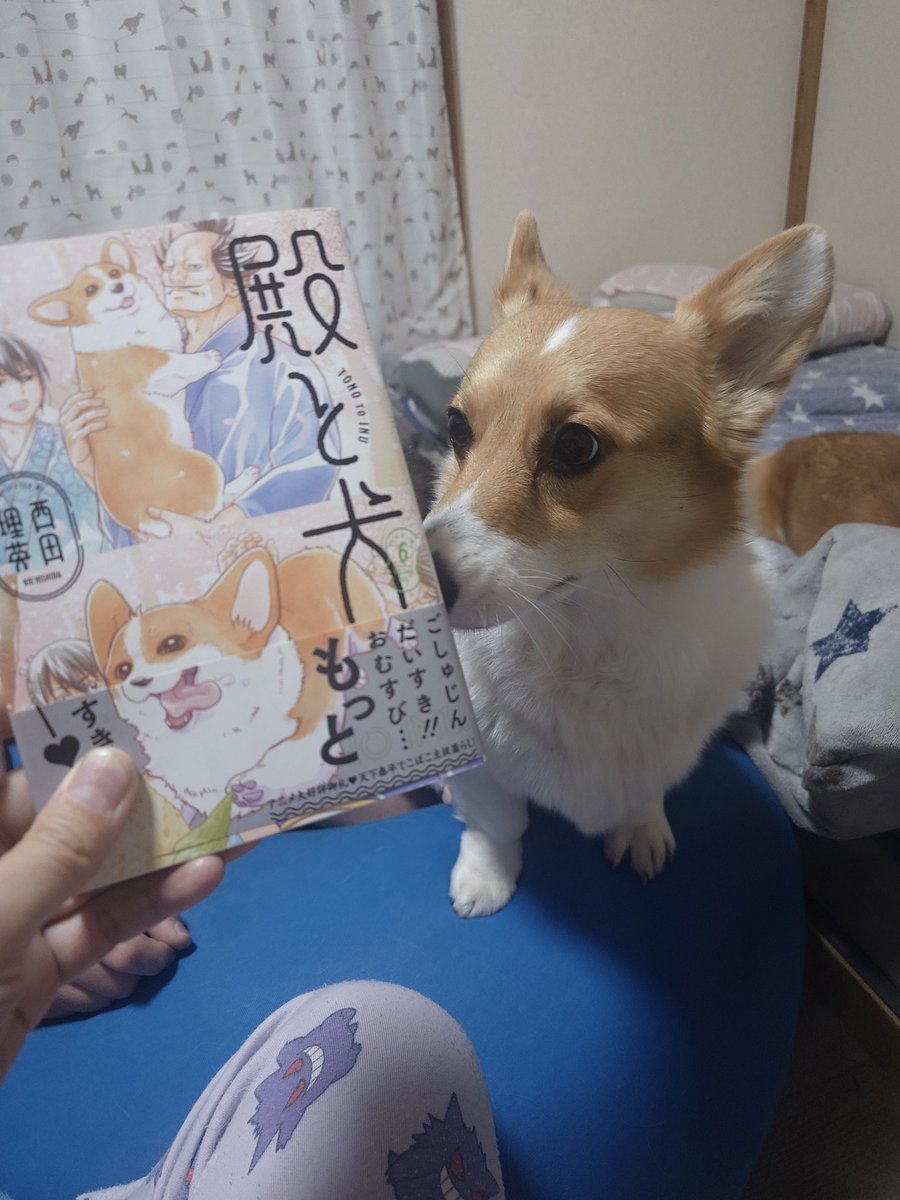 マド・セリカとコーギーソアラwithイオラ tweet media