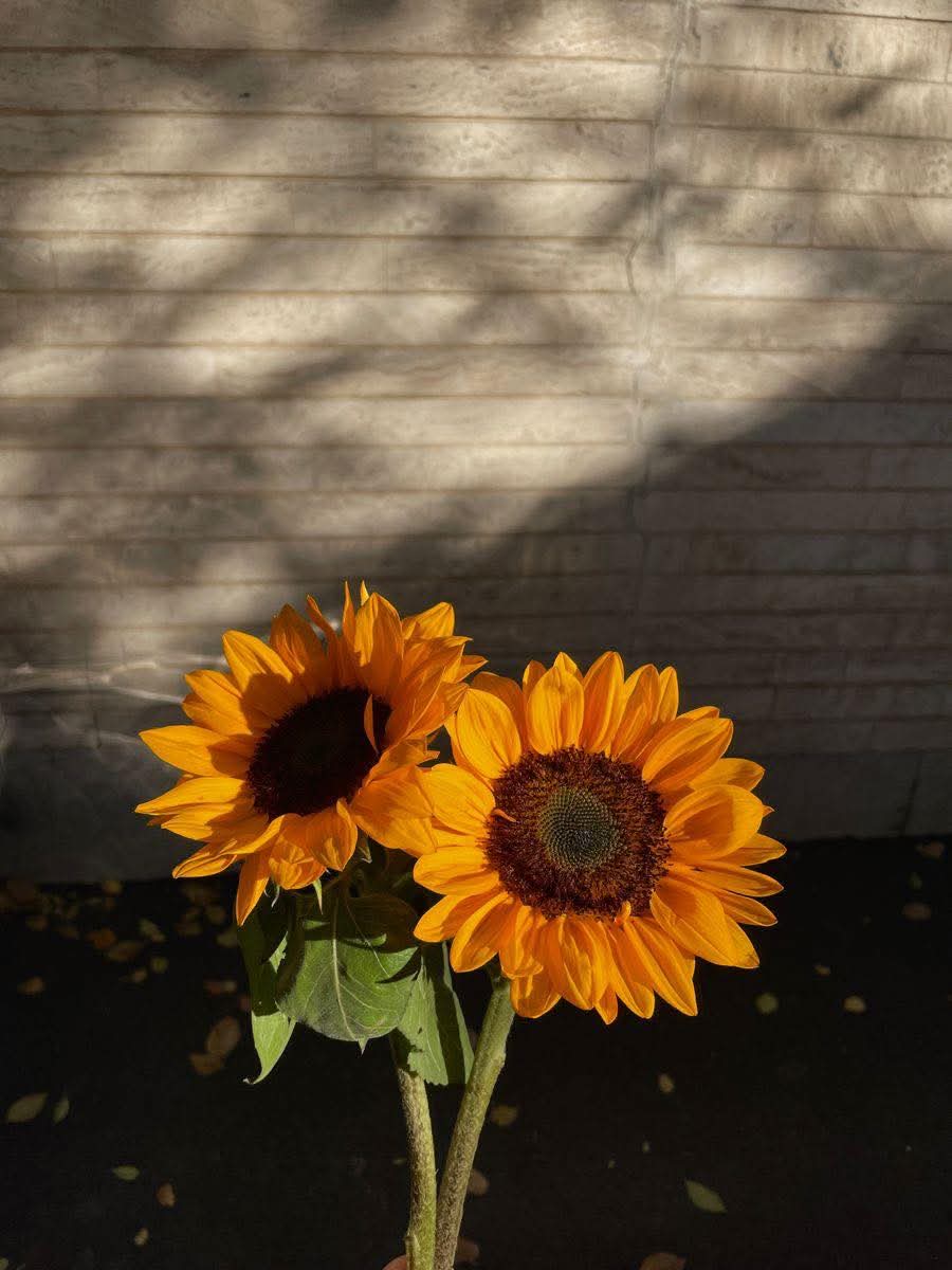 sunflower.🌻🤍 tweet media