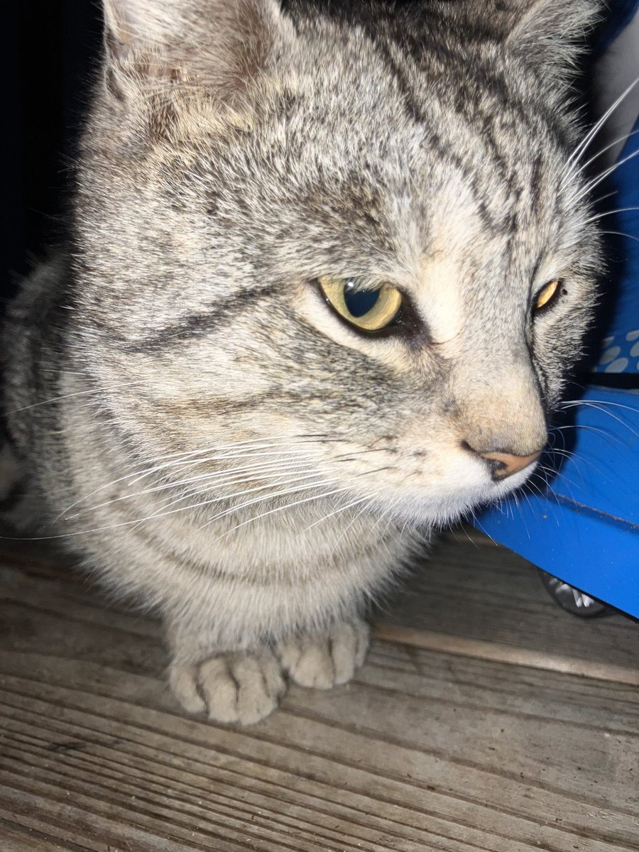 MrWhiskers tweet media