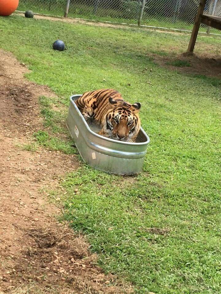 ๋⭑🛸๋⭑ ripley toger 🏳️‍⚧️ | comms open 14/15 tweet media