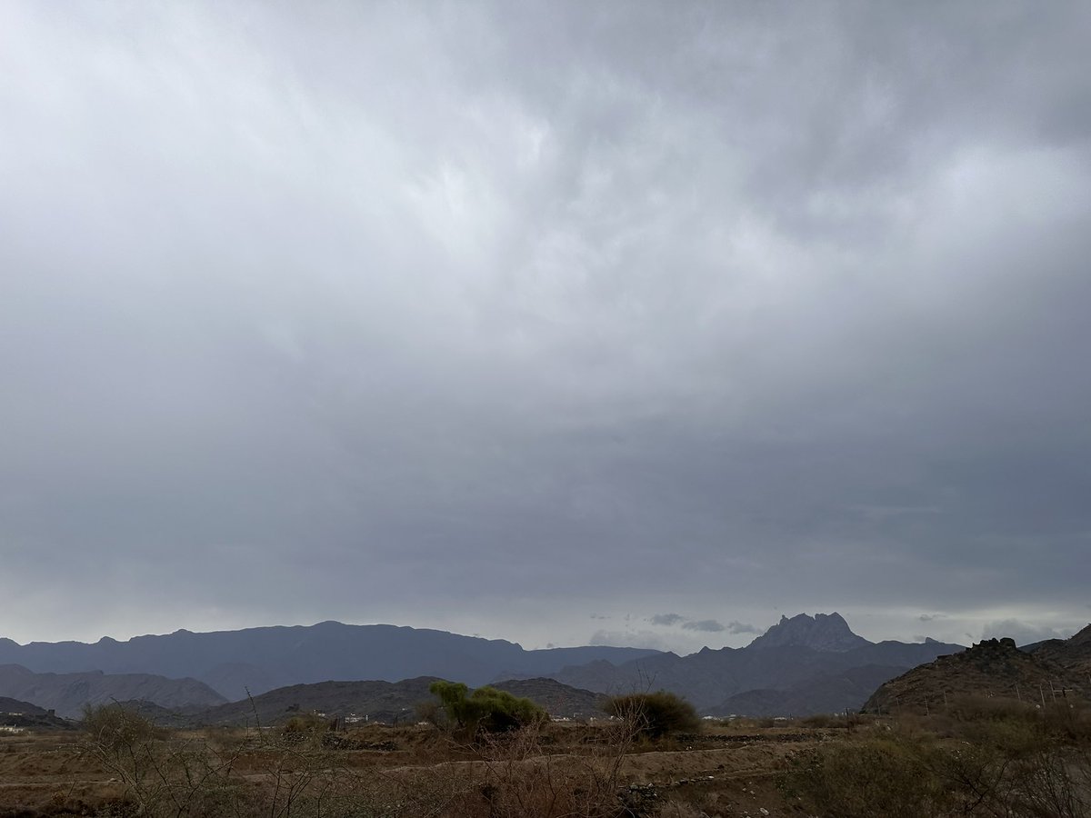 علي المفضلي tweet media