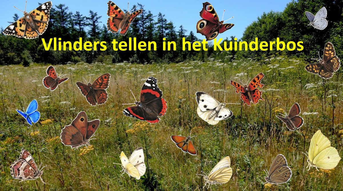 Ga je mee #vlinders tellen in het #Kuinderbos? Zondag 19 juli is de 10e vlinderteldag bij <a href="/BoswachterHarco/">Harco Bergman</a>
Ben jij liefhebber &amp; kenner van vlindersoorten? Wees welkom. Meld je aan via: staatsbosbeheer.nl/vlindertelling… Dit jaar introduceert @VelingKars van@vlinderNL digitaal flextellen.