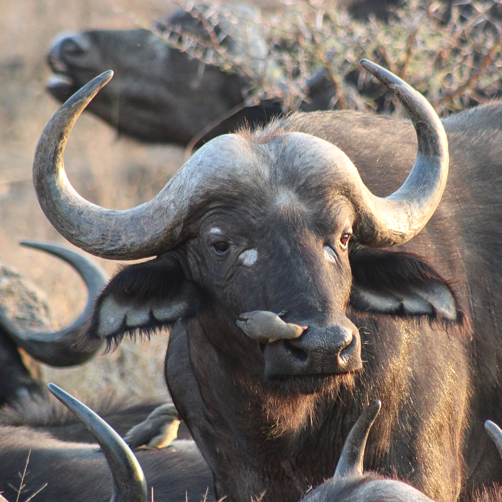 ShutterVista Photography tweet media