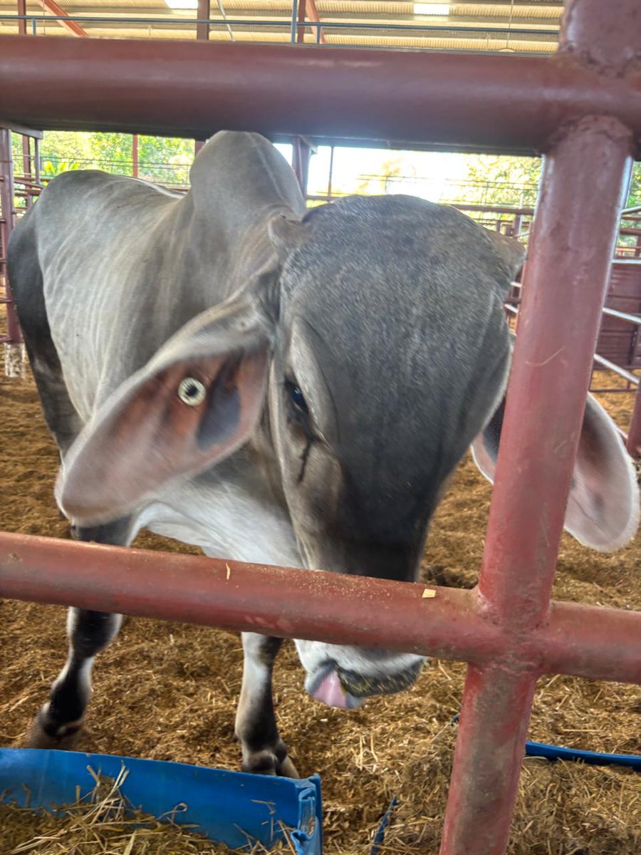 ISA Panamá tweet media