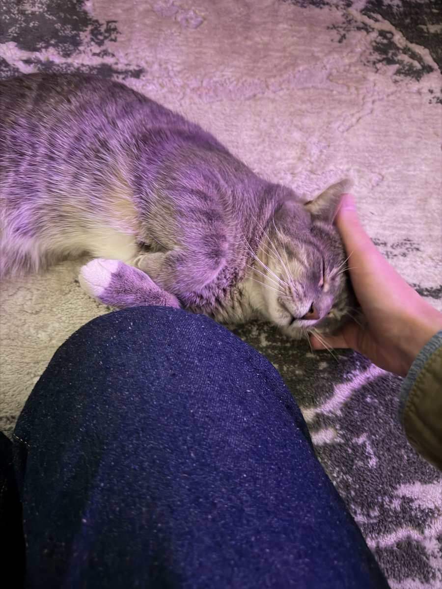 Lil Shield tweet media