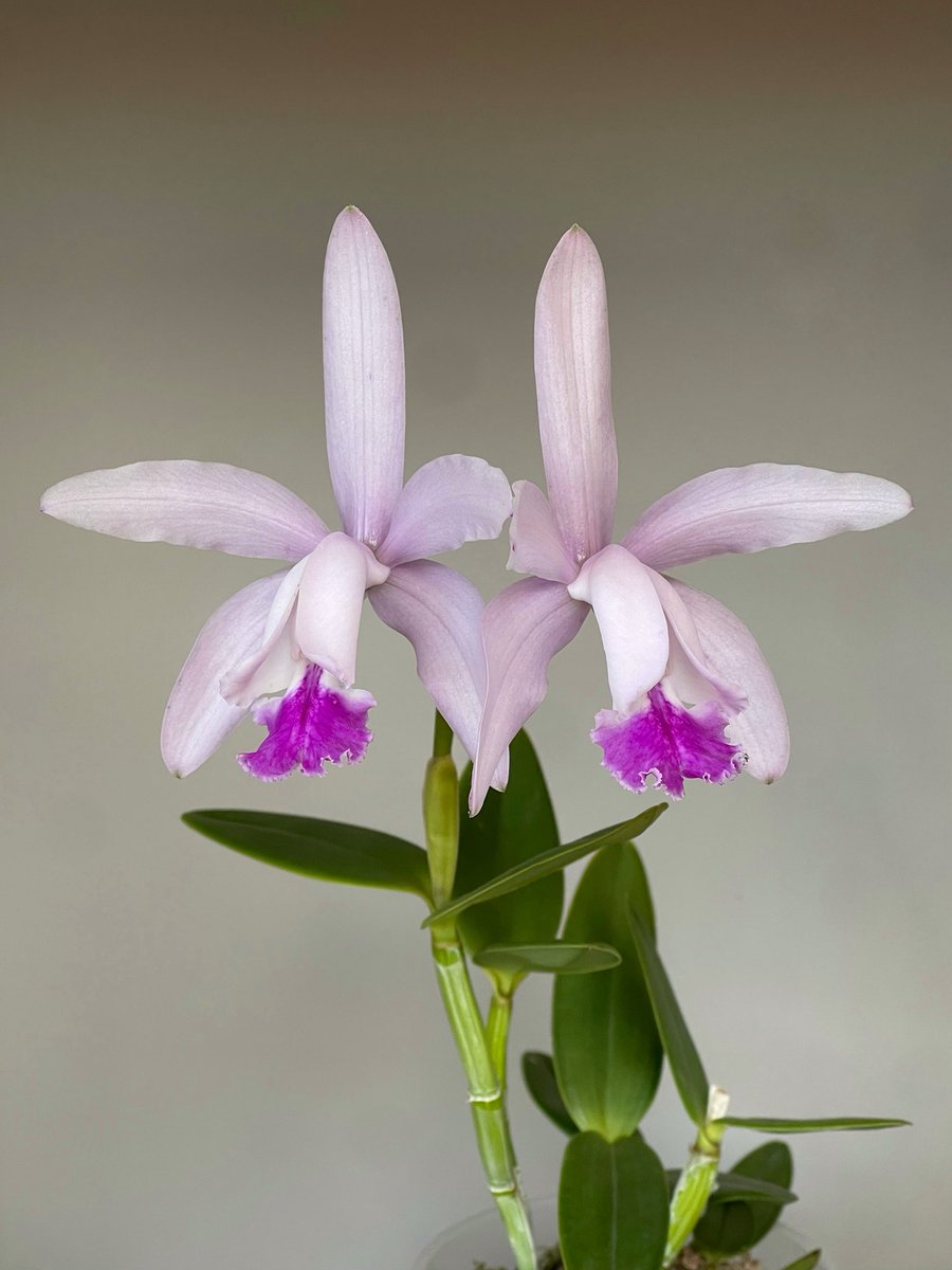 Inga Nik tweet media