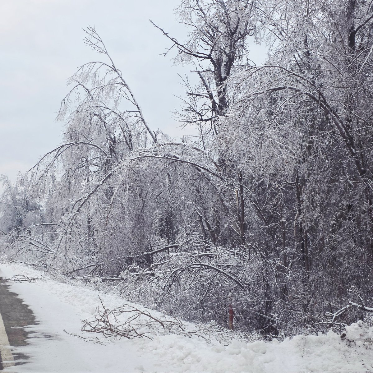 Michigan Gun Guy tweet media