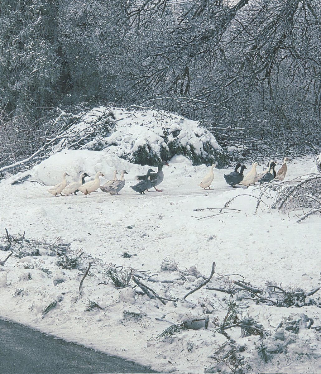 Michigan Gun Guy tweet media