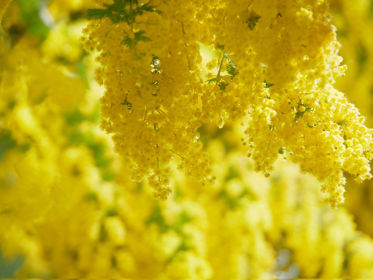 りりり tweet media