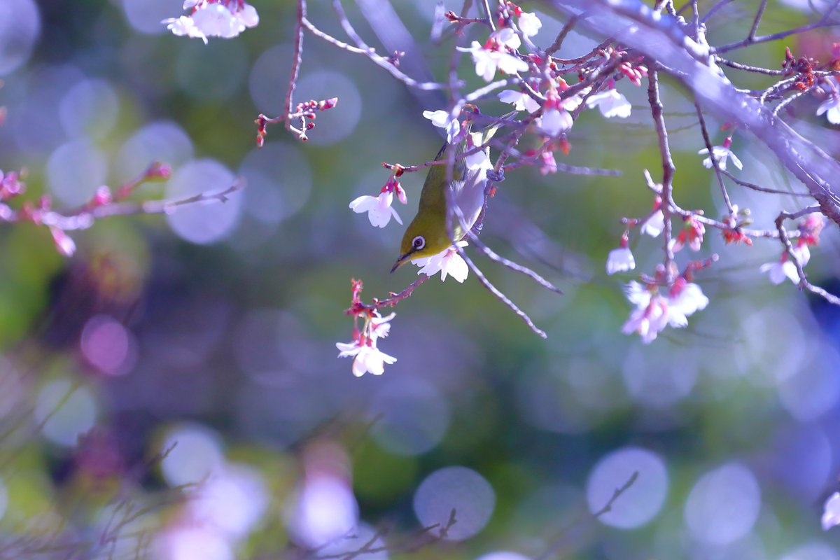 よっちゃん tweet media