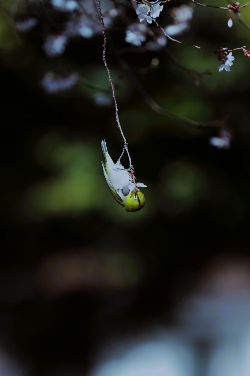 よっちゃん tweet media