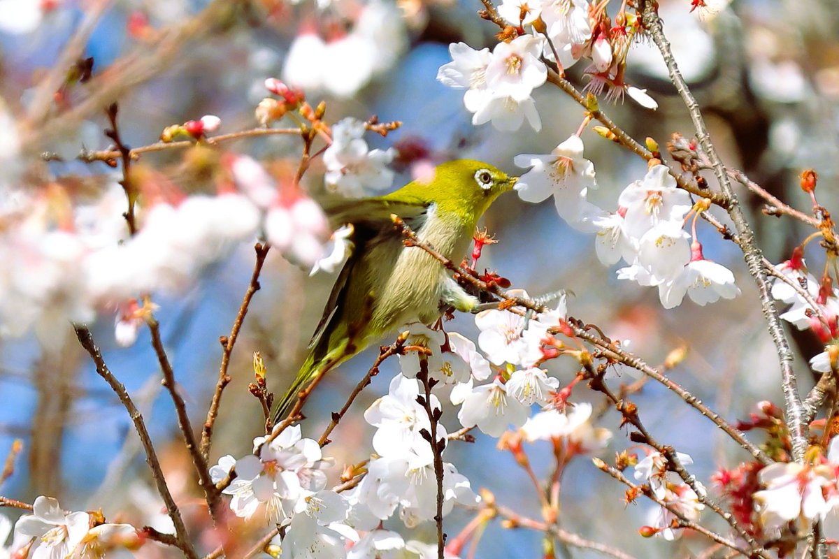 よっちゃん tweet media