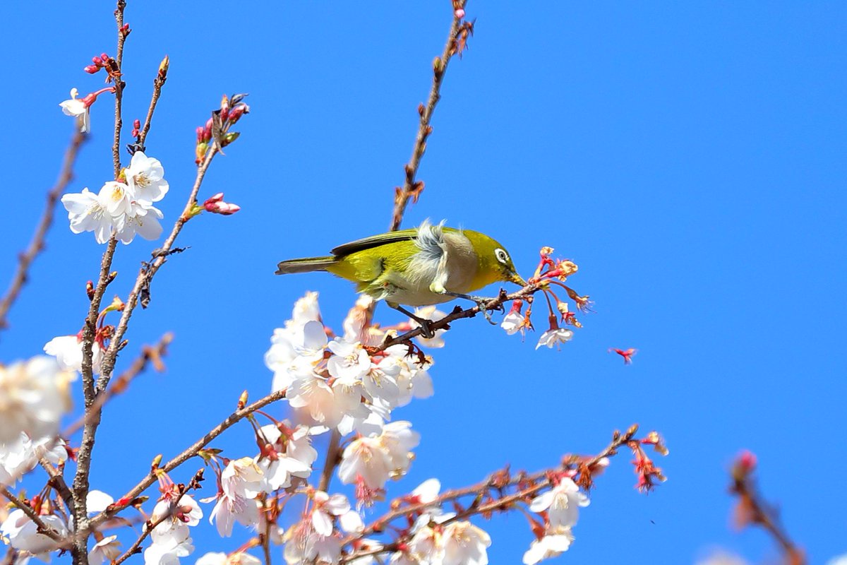 よっちゃん tweet media