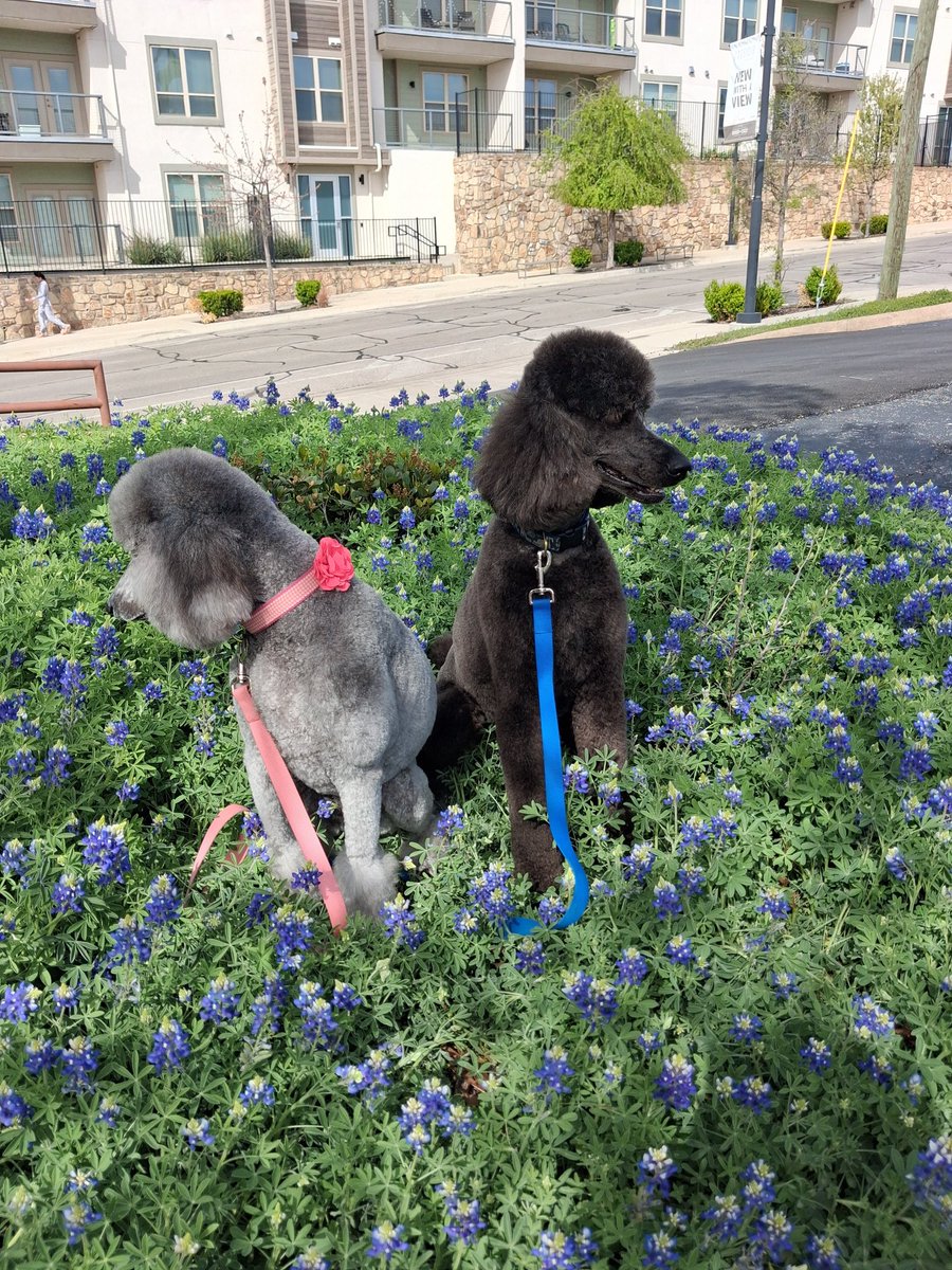 Pierre the Poodle🐩 #🟦 🇨🇱 tweet media