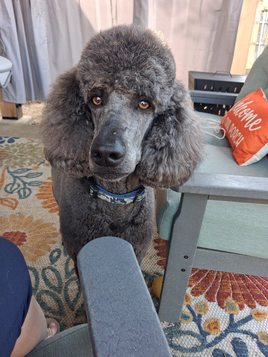 Pierre the Poodle🐩 #🟦 🇨🇱 tweet media