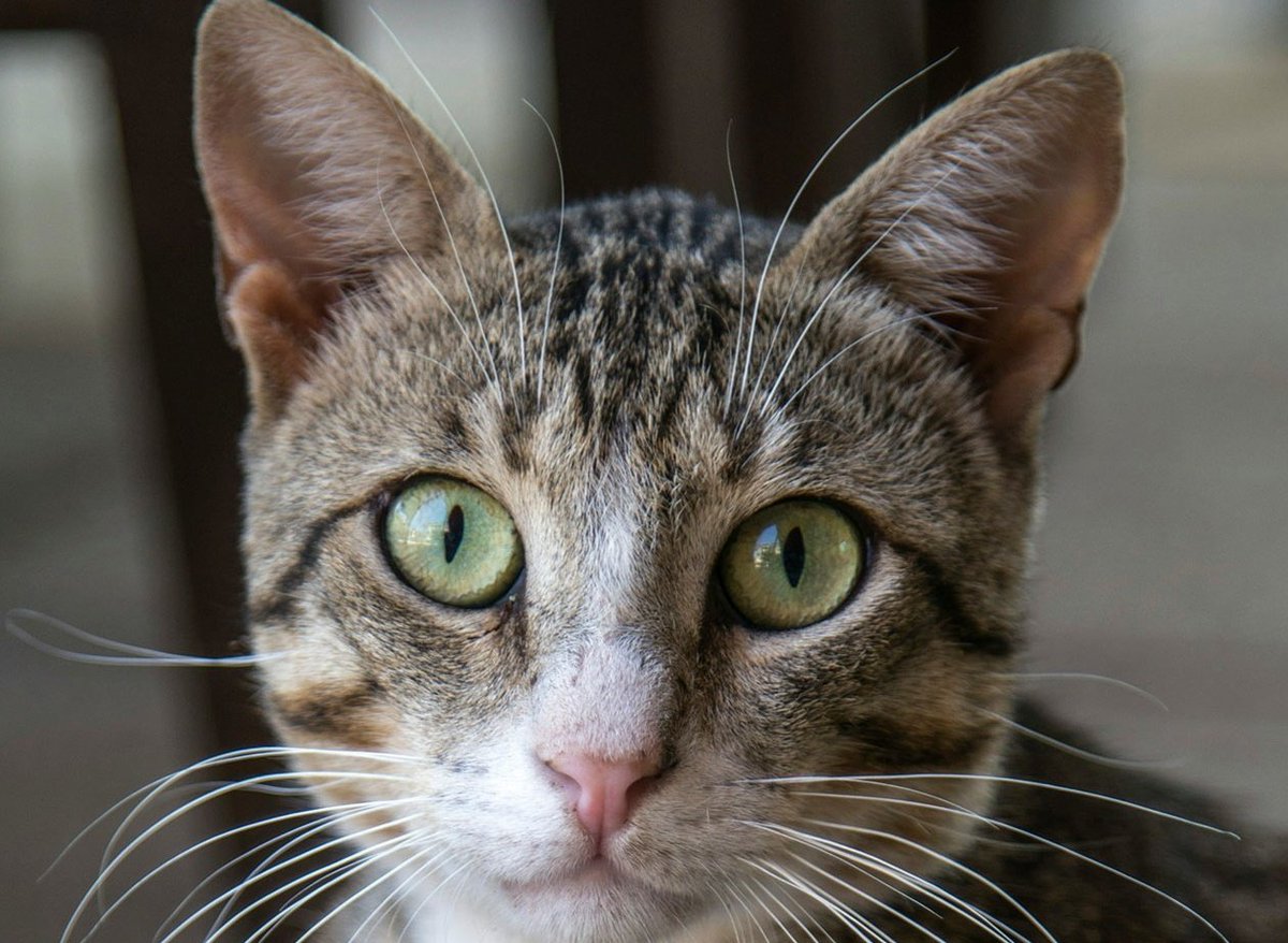 DerekIn4k tweet media