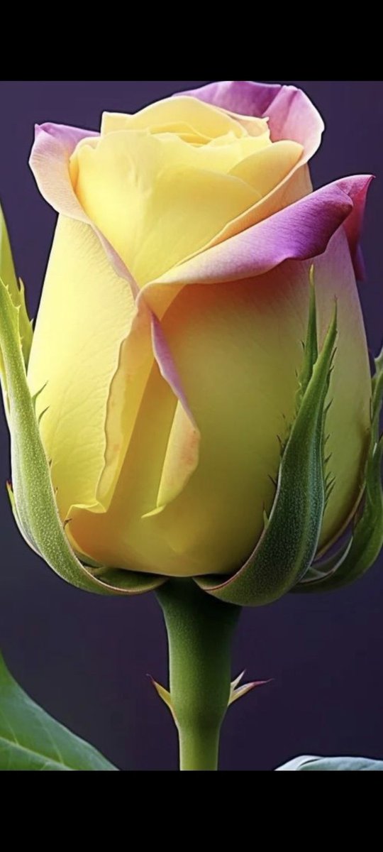 floriano tweet media