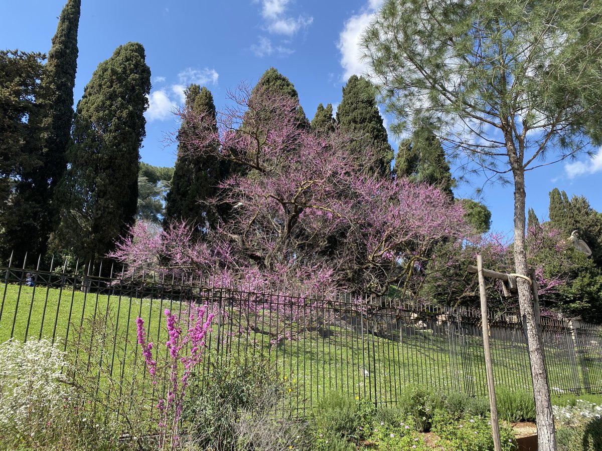 wantedinrome's tweet image. Spring is in the air #Rome