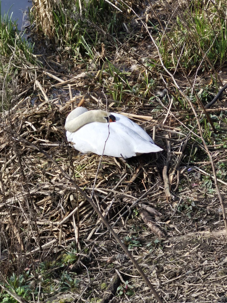 Tim Rapson tweet media