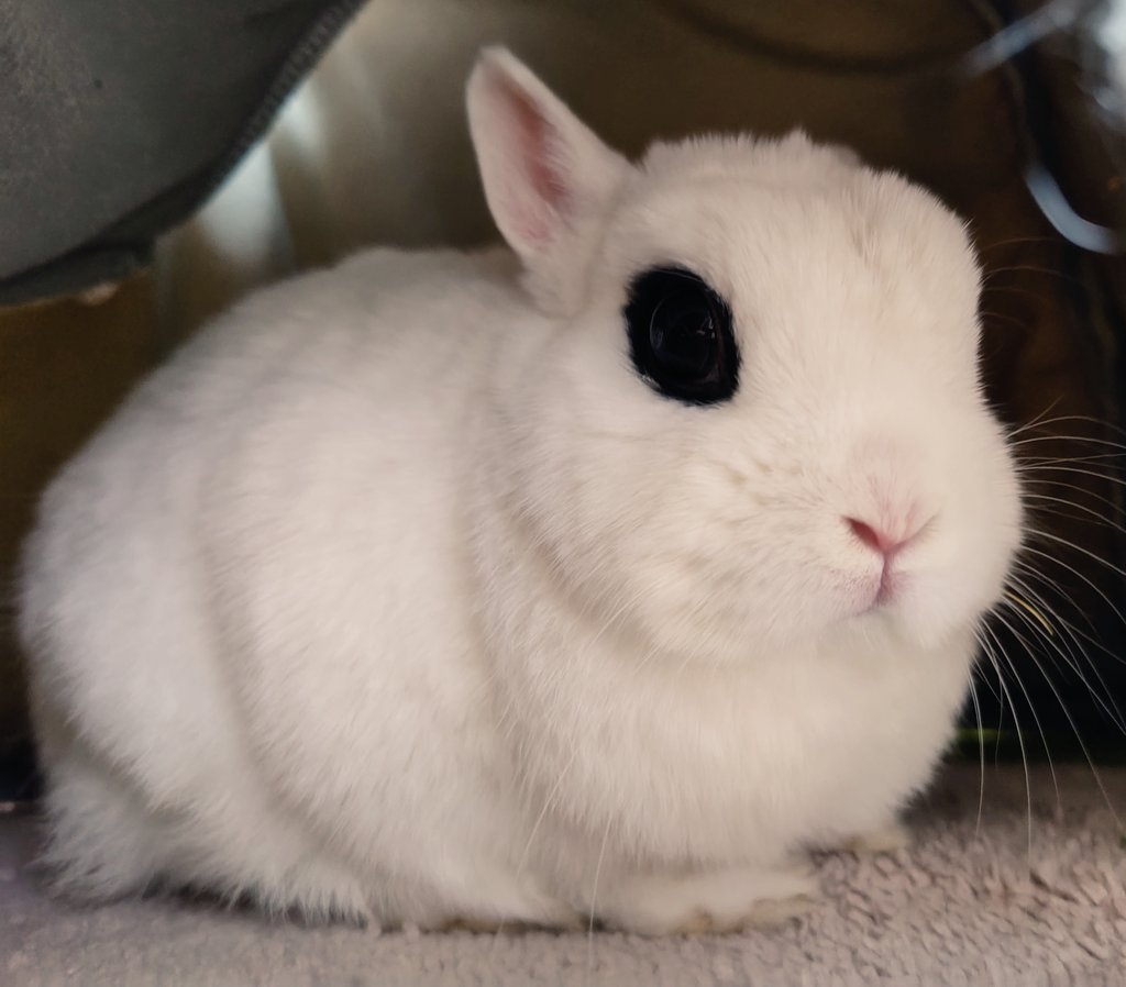 🐰ゆき🤤やこ tweet media