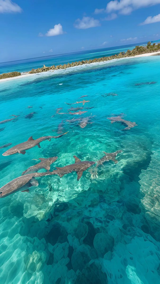 Appart Design tweet media