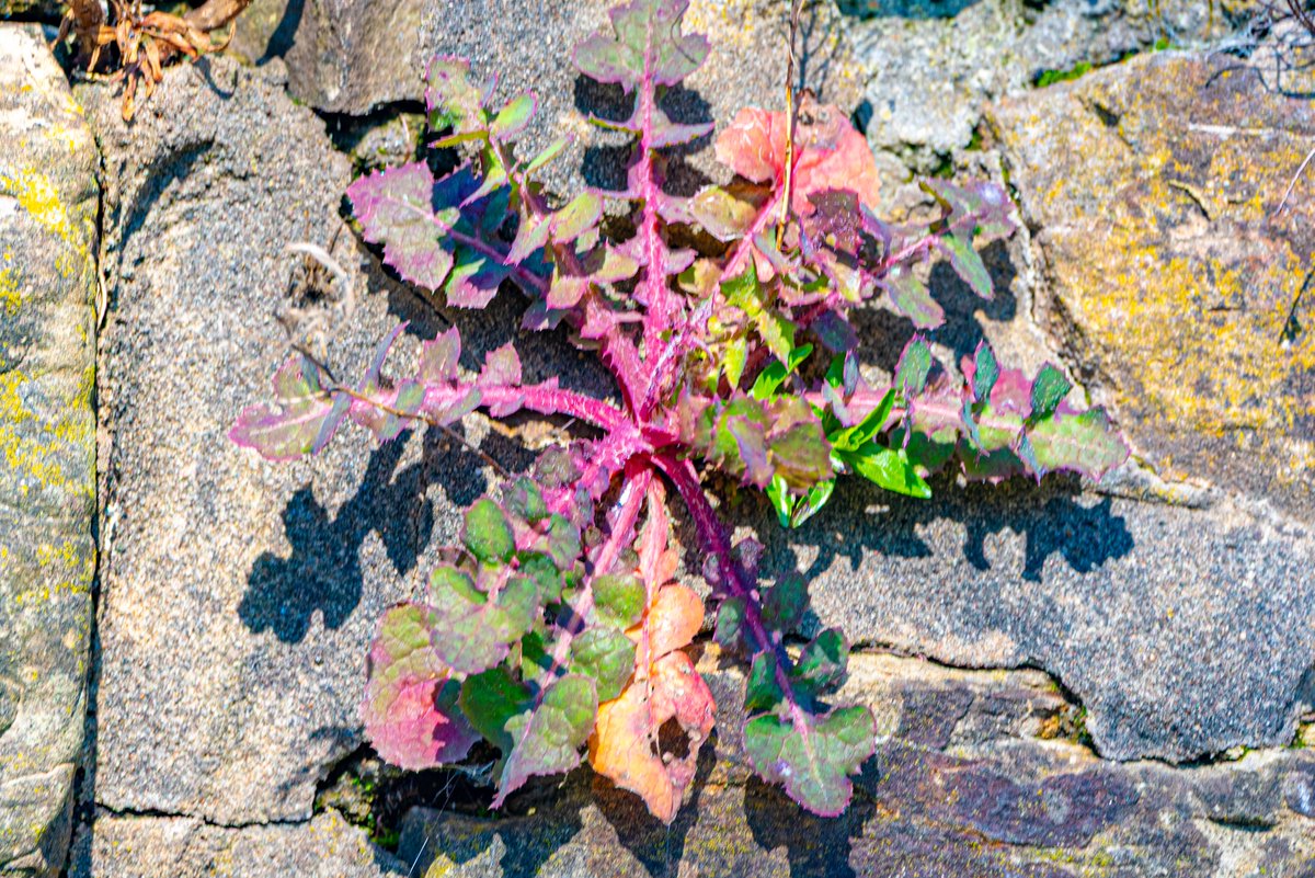 andy carson tweet media