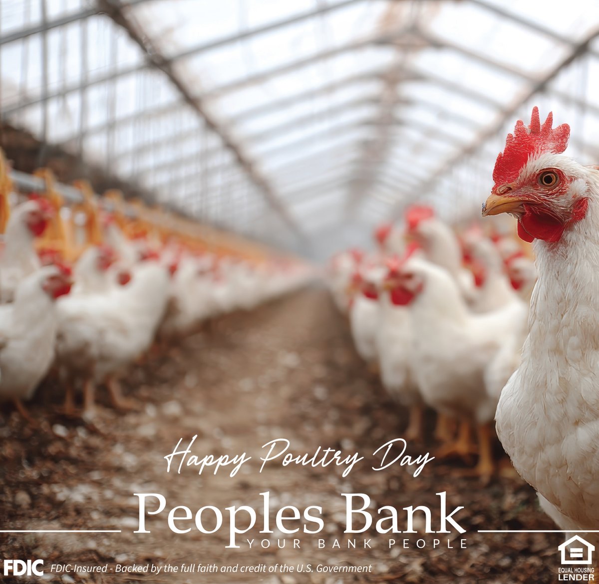 With a department solely focused on poultry lending, we’re proud to celebrate those we serve. Happy National Poultry Day to the producers who supply quality protein for families everywhere! 🐓 
#NationalPoultryDay #PoultryLending #PeoplesBank