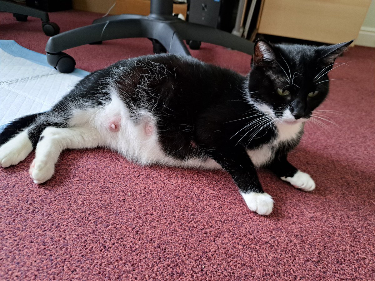 aliwaddy's tweet photo. @KittensCam This foster had 5 hefty chunks, don't know how they all fitted in her lol https://t.co/or10sLo3E7