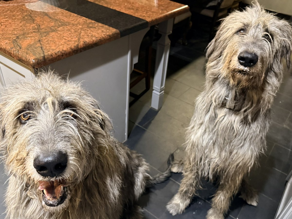 Sampson the Service Dog tweet media