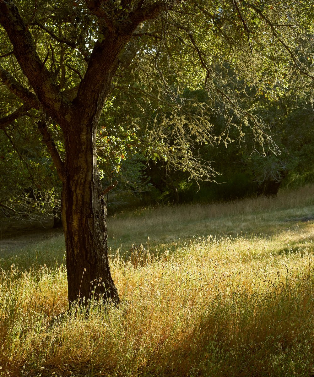 Cik ala t'cha tweet media