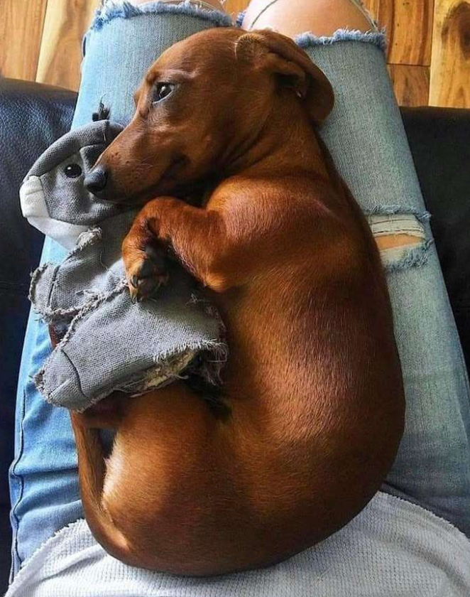 Best in Dogs tweet media