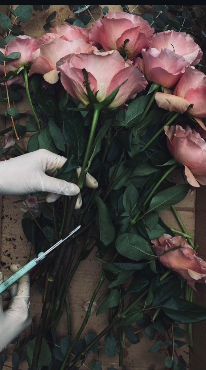 𝕸𝖊𝖑𝖎𝖐𝖊 🌸📚🦋 tweet media