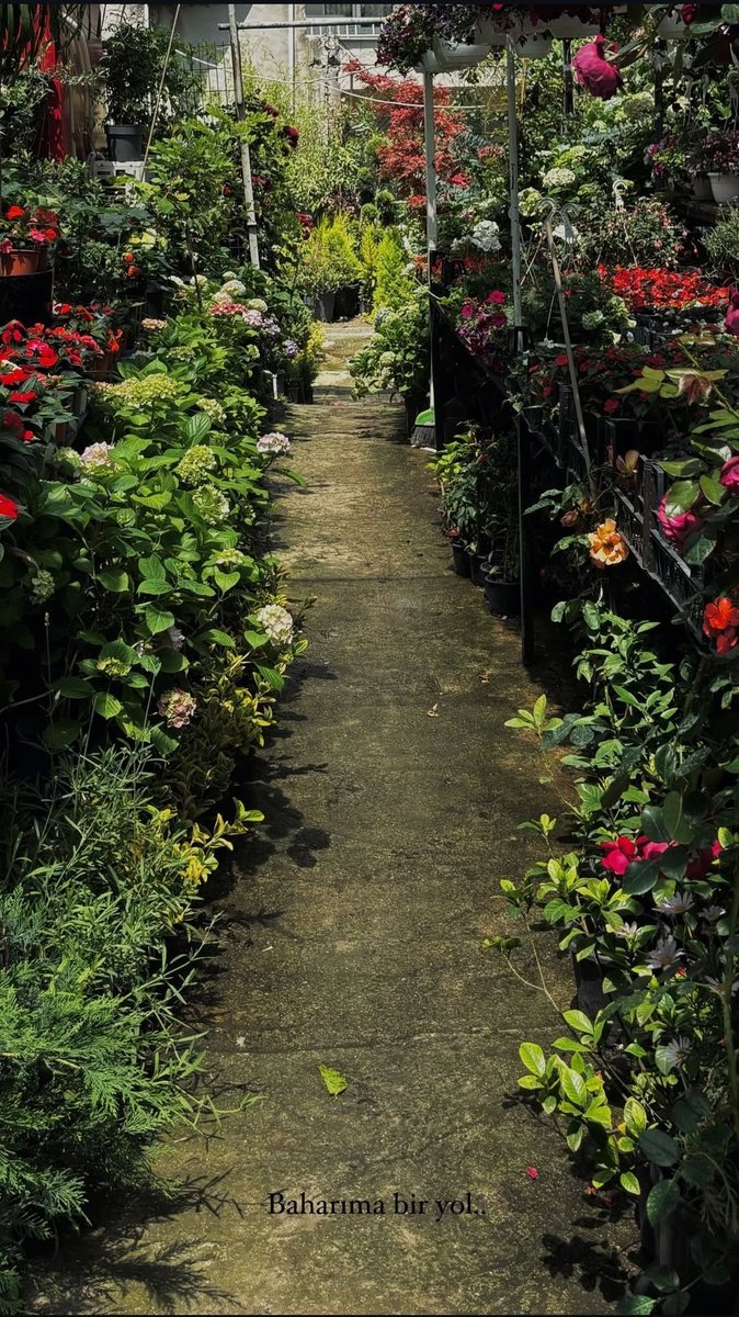 𝕸𝖊𝖑𝖎𝖐𝖊 🌸📚🦋 tweet media