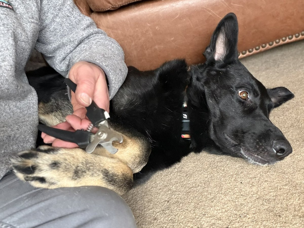 HundeHaus and Bear tweet media